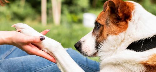 dog holding up injured paw