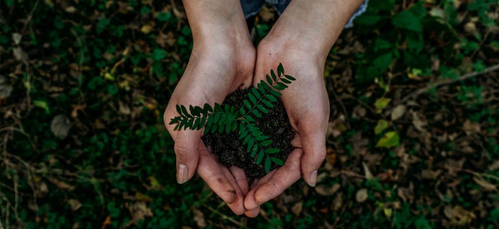 hands holding a tiny plant